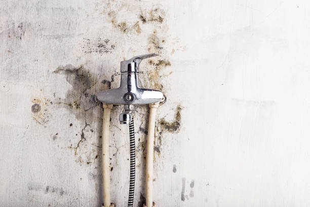 Best Basement Mold Remediation in East Newark, NJ