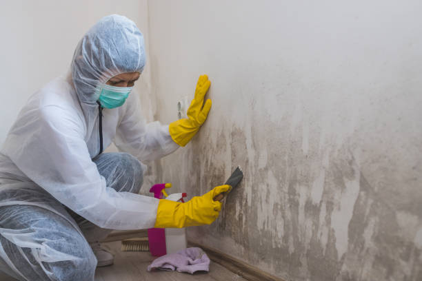 Best Post-Flood Mold Remediation in East Newark, NJ