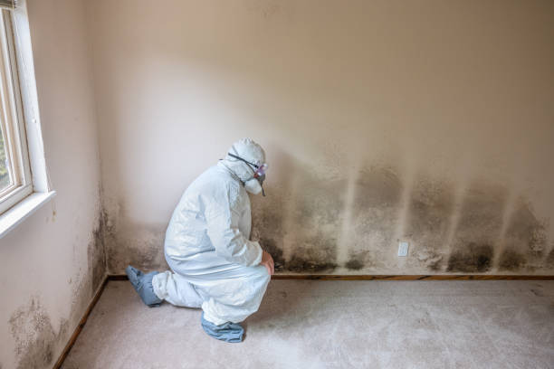 Best HVAC Mold Remediation in East Newark, NJ