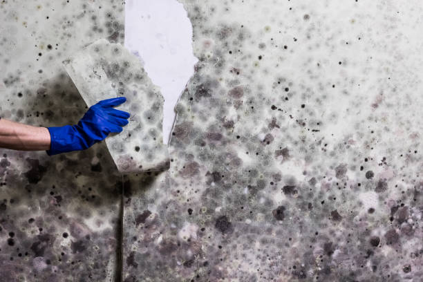 Best Emergency Mold Remediation in East Newark, NJ